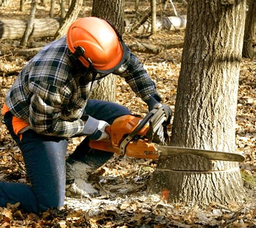 Tree Removal in Slab Fork, WV